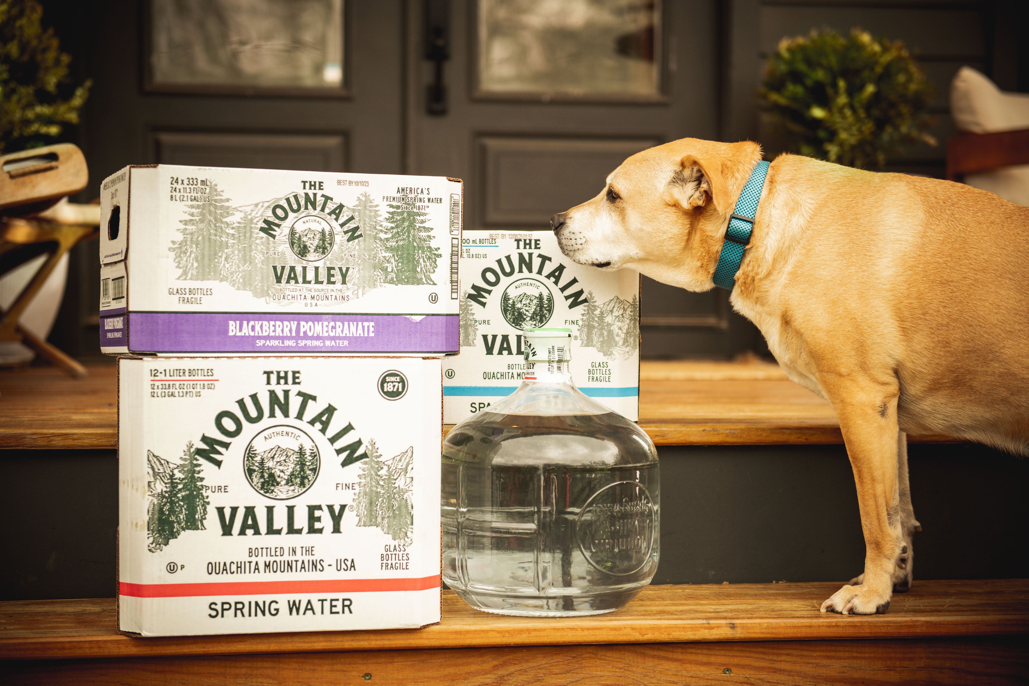 Best water for dogs hotsell